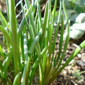 Growing Backyard Chives Image